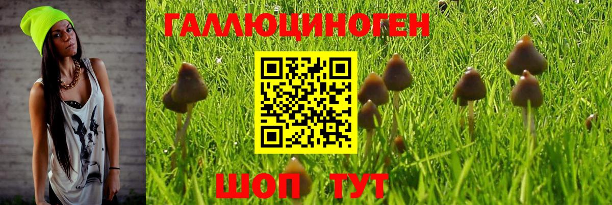 Галлюциногенные грибы Cubensis Нальчик